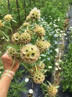 SCABIOSA DRUMSTICK PINCUSHION DEER RESISTANT FLOWER SEEDS heirloom non-gmo seeds