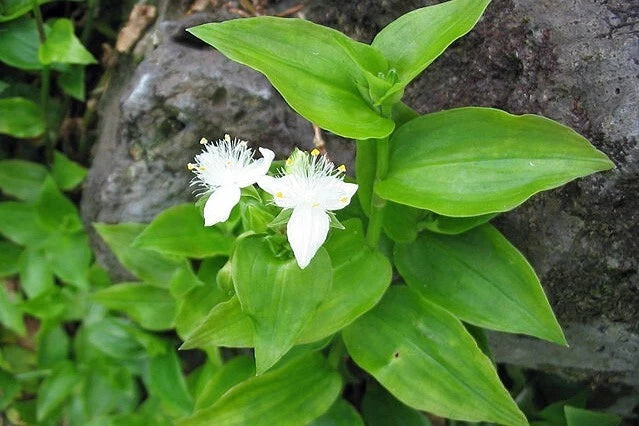 Tradescantia fluminensis Small-Leaf Spiderwort Seeds – Heirloom, Non-GMO, High Germination Organic Garden Seeds