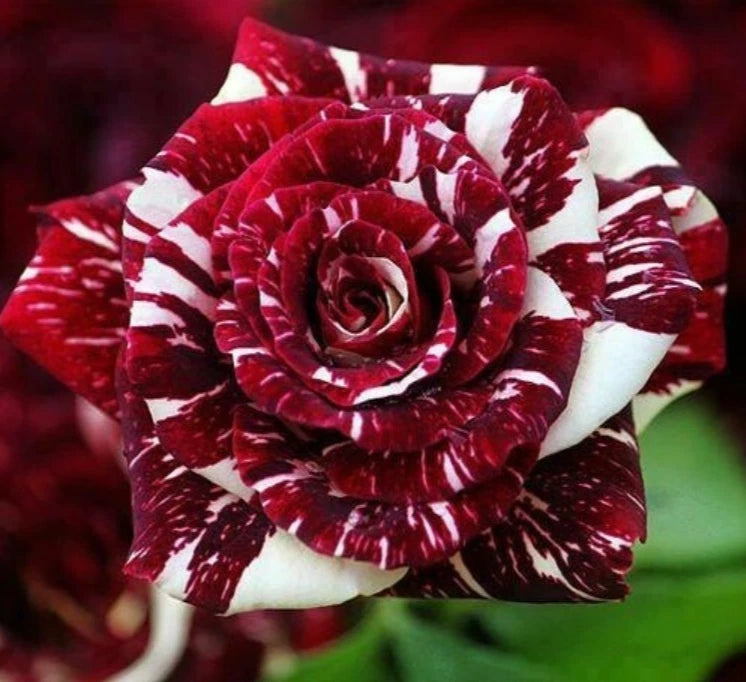 Black Dragon Rose Seeds - Seeds - Rose Flower Gardening heirloom non-gmo seeds