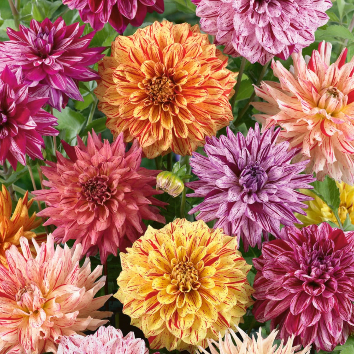 Rembrandt Dahlia Mixture Perennial Seeds D044 – Heirloom, Non-GMO, High Germination Organic Garden Seeds