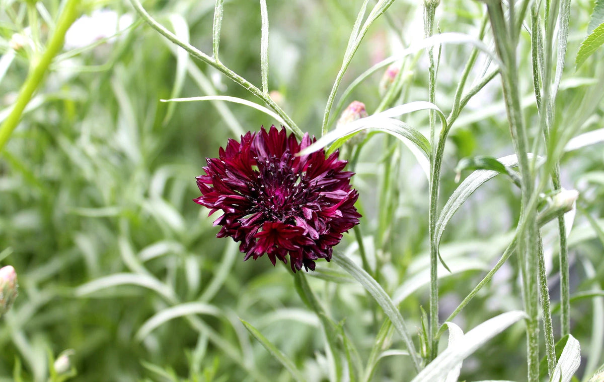 CENTAUREA CYANUS Seeds Black Cornflower shipping – Heirloom, Non-GMO, High Germination Organic Garden Seeds