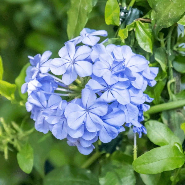 Cape Plumbago Sky Blue seeds pkt of heirloom non-gmo seeds