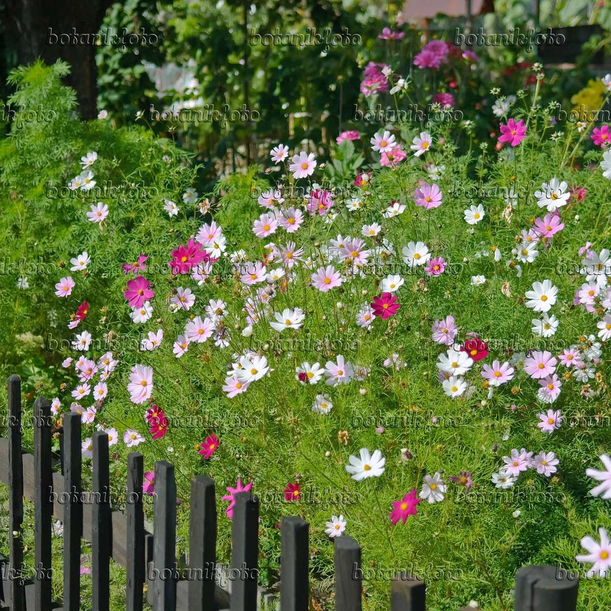 Cosmos Sensational Tall Mixed Color Seeds Brooklyns Botanical Garden Club – Heirloom, Non-GMO, High Germination Organic Garden Seeds