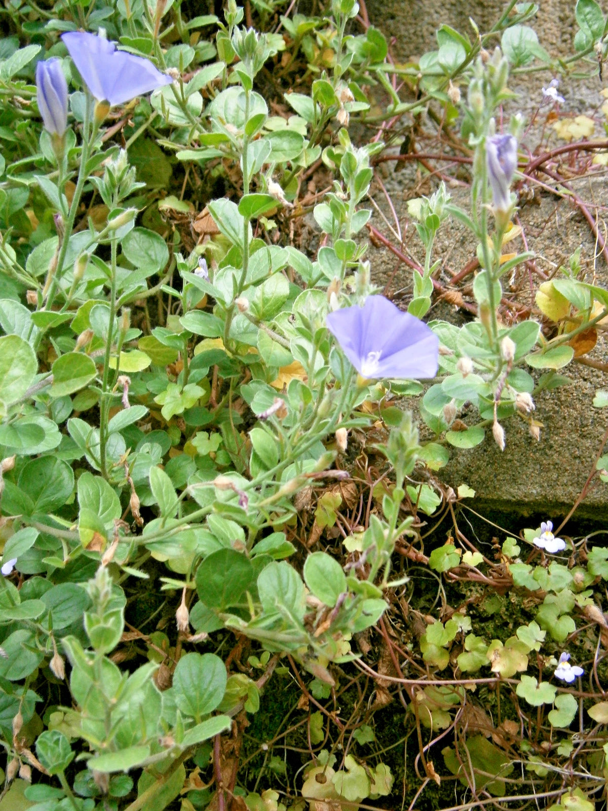DWARF MORNING GLORY Seeds PURPLE Convolvulus tricolor Annual Vine – Heirloom, Non-GMO, High Germination Organic Garden Seeds