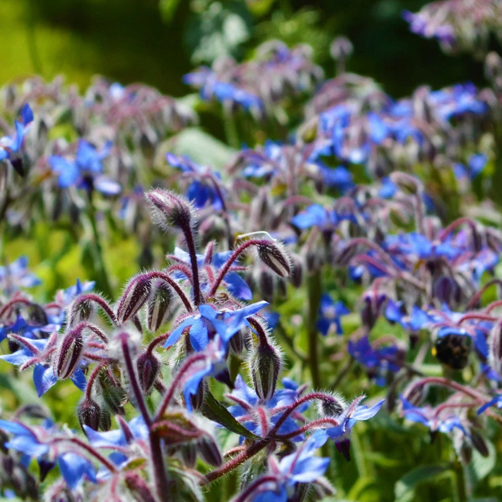 Borage Seeds Flower Gardening for Pollinator Bees & Butterflies heirloom non-gmo seeds