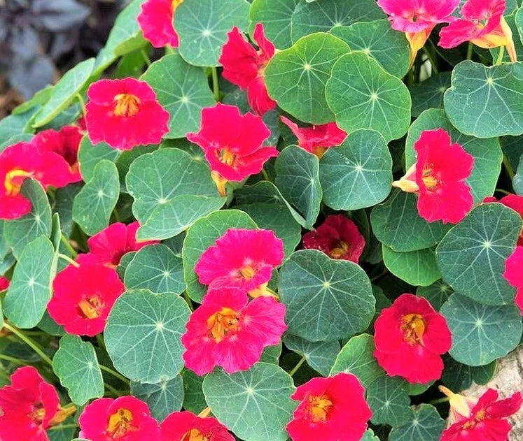 Cherry Rose Nasturtium Flower Seeds Tropaeolum majus heirloom non-gmo seeds