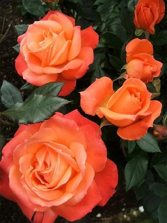 Bright Orange Rose Seeds Flower Bush Perennial Bloom Shrub Flower Seed heirloom non-GMO seeds