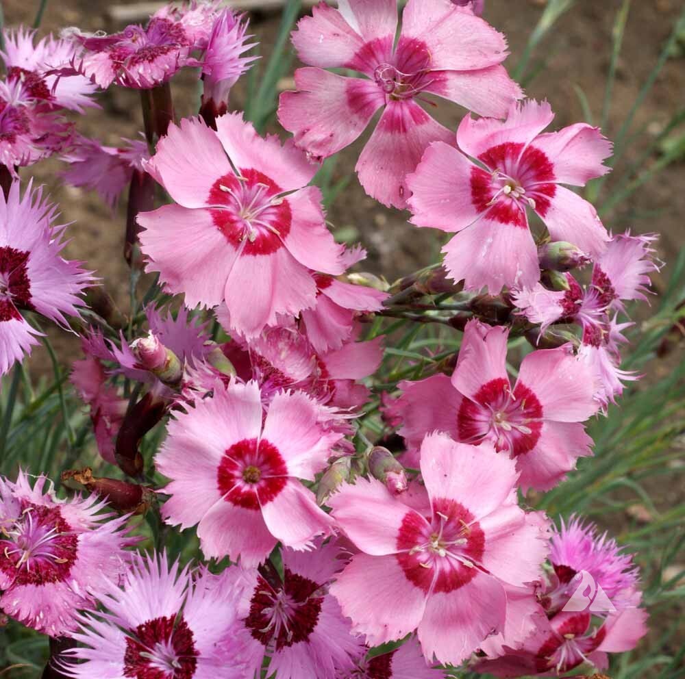 Dianthus Plumarius Mix Border Pinks Perennial Flower Seeds