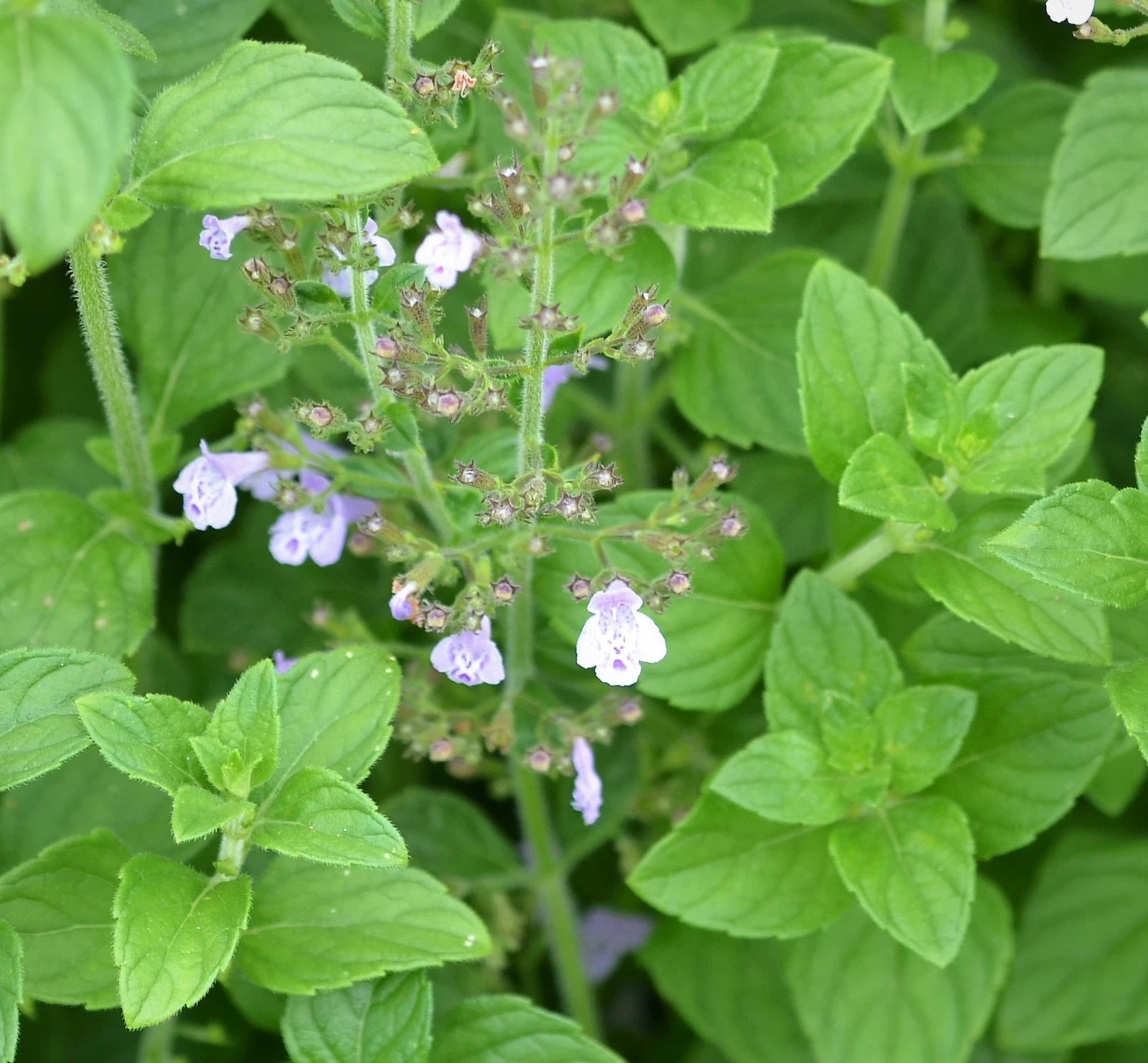 CALAMINTHA NEPETA Seeds Lesser Calamint shipping heirloom non-gmo seeds
