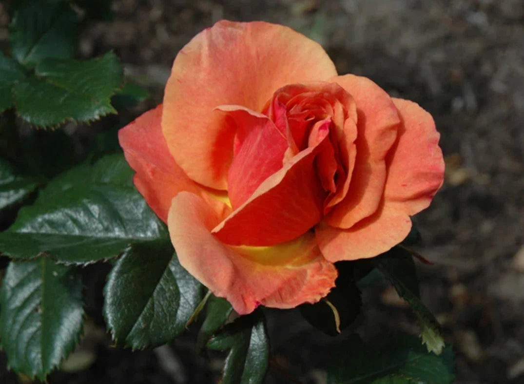 Pink Anna s Promise Grandiflora Rose - Seeds - Rose Flower Gardening – Heirloom, Non-GMO, High Germination Organic Garden Seeds