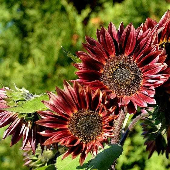 Sunflower RED SUN - Bronze Maroon Flowers Pollinators Seeds – Heirloom, Non-GMO, High Germination Organic Garden Seeds