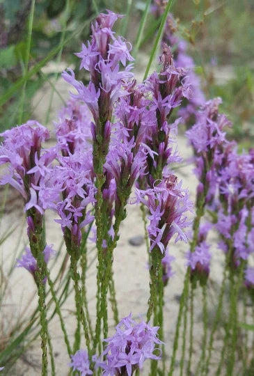 Chapman s Blazing Star Seeds Liatris Chapmanii Florida Native Flower – Heirloom, Non-GMO, High Germination Organic Garden Seeds