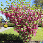 Red Flowering Currant Shrub Seeds Ribes sanguineum Ornamental Hedge Bush heirloom non-GMO seeds