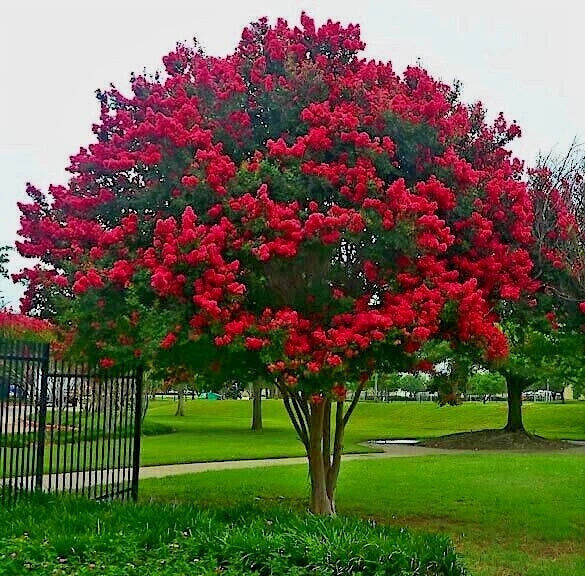 CRAPE MYRTLE TREE SEEDS Crepe Lagerstroemia Indica Lilac Flower Plant heirloom non-GMO seeds