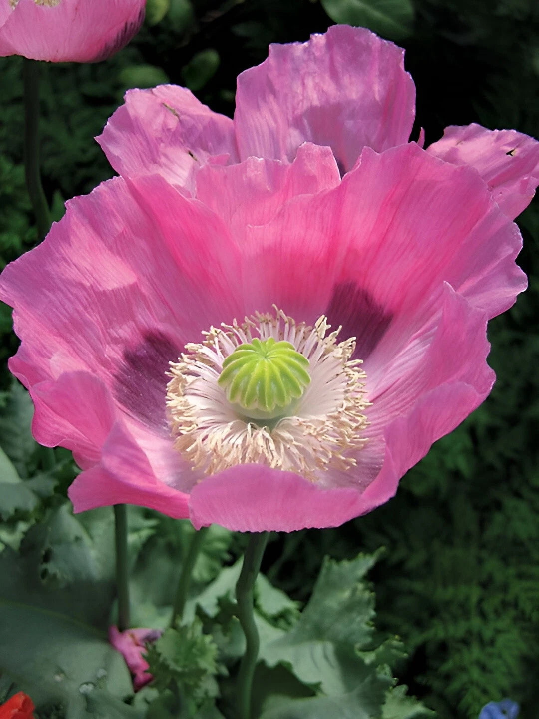 Rare Pink Dawn Poppy Seeds - P Somniferum Giant Bubblegum Pink Blooms Papaver sp. heirloom non-gmo seeds