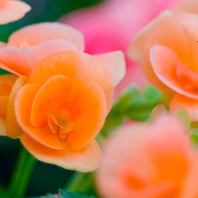 Amber Allure Begonia Seeds or Seeds Flower Flower Seeds – Heirloom, Non-GMO, High Germination Organic Garden Seeds