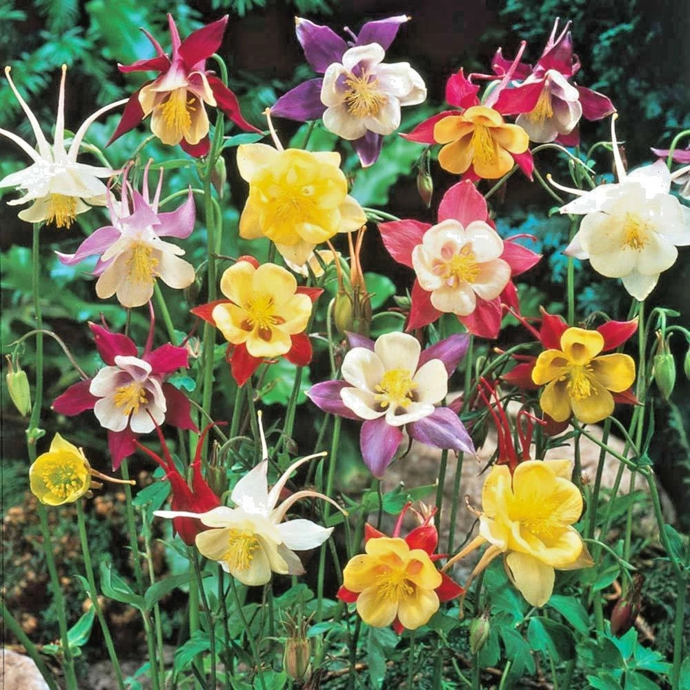 COLUMBINE Mix Seeds Perennial Native Wildflower Shade Garden Container Easy – Heirloom, Non-GMO, High Germination Organic Garden Seeds