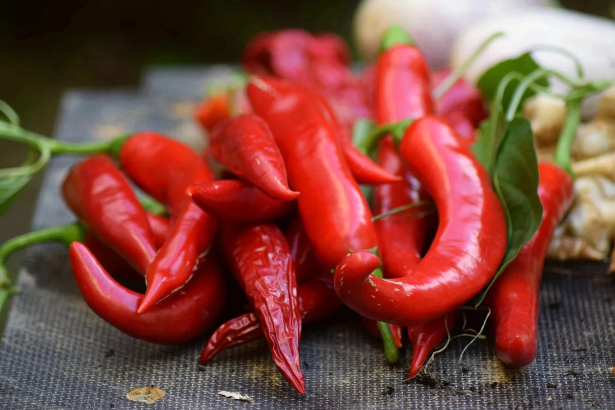 Kashmiri Red Chili Pepper Seeds EXTREMELY RARE INDIAN CUISINE heirloom non-gmo seeds