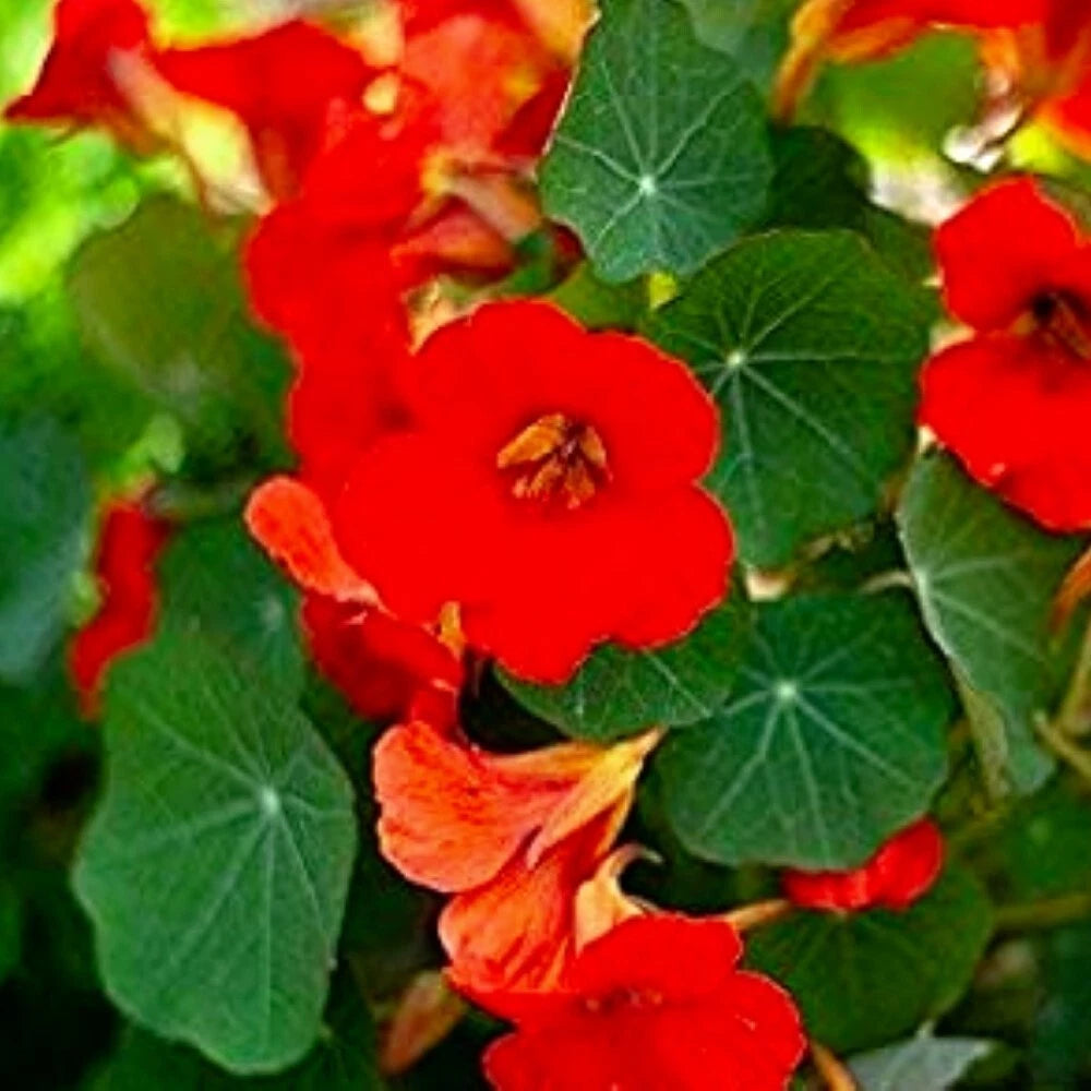 Empress of India Nasturtium Flower Seeds Flower Seeds Tropaeolum majus heirloom non-gmo seeds