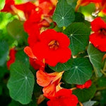 Empress of India Nasturtium Flower Seeds Flower Seeds Tropaeolum majus heirloom non-gmo seeds