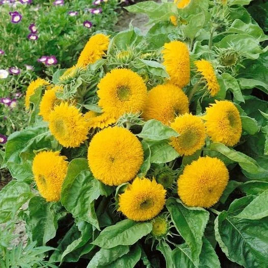 Teddy Bear Dwarf Sunflower Seeds - Seeds - Blooms – Heirloom, Non-GMO, High Germination Organic Garden Seeds