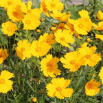 Coreopsis Lance Leaved Seeds Lanceolata Flower S&H PERENNIAL heirloom non-GMO seeds