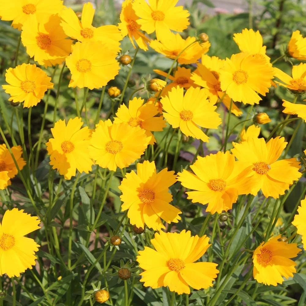 Coreopsis Lance Leaved Seeds Lanceolata Flower S&H PERENNIAL heirloom non-GMO seeds