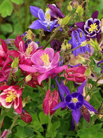 Aquilegia Mckana s Giant Mix Seeds Columbine MIXED COLORS S&H heirloom non-gmo seeds
