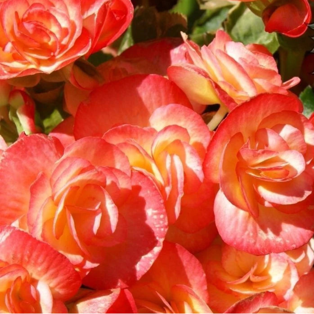 Copper Oasis Begonia Seeds or Seeds Flower Flower Seeds heirloom non-GMO seeds