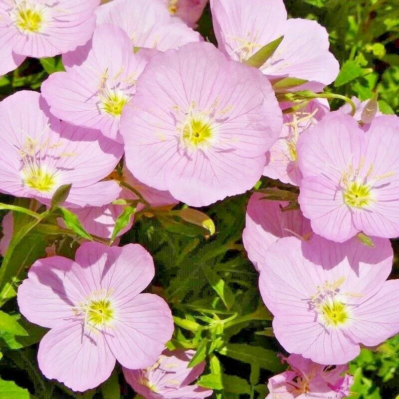 SHOWY Mexican EVENING PRIMROSE Seeds Groundcover Container Flower Garden – Heirloom, Non-GMO, High Germination Organic Garden Seeds