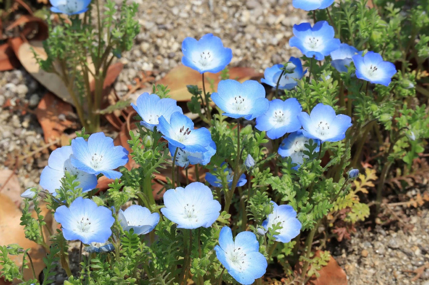 Baby Blue Eyes Seeds Nemophila Menziesii LOW GROUND COVER FLOWERS BLUE – Heirloom, Non-GMO, High Germination Organic Garden Seeds