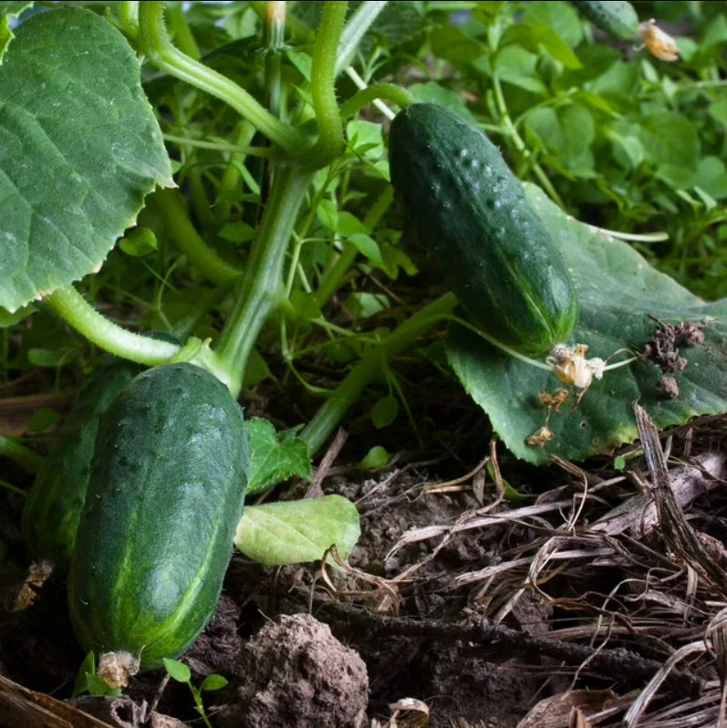 Cucumber Seeds SPACEMASTER Containers Vine Grow Seeds heirloom non-gmo seeds