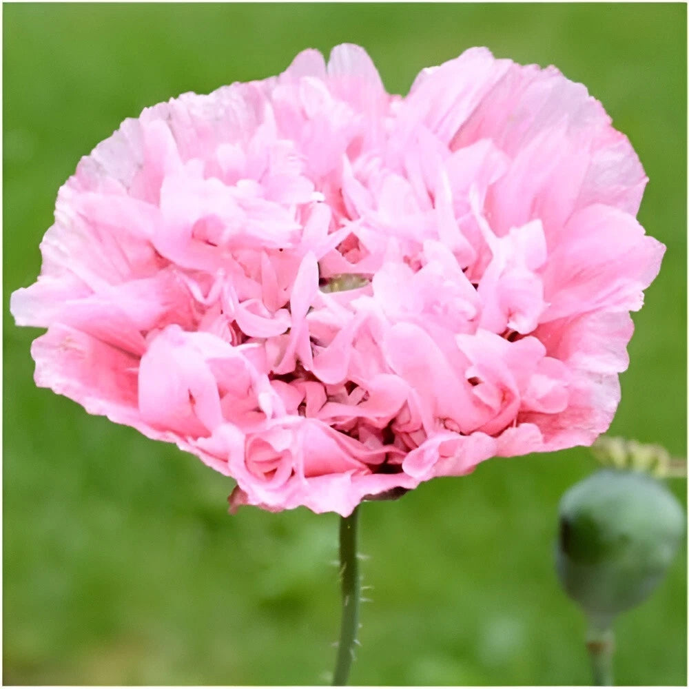 Rose Peony Poppy Seeds P Somniferum - Fluffy Rose Pink Blooms – Heirloom, Non-GMO, High Germination Organic Garden Seeds