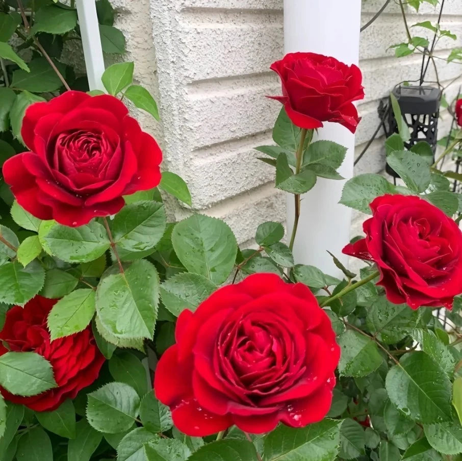 Cityscape Bordeaux Rose Seeds Pack Seeds Rose Flower Gardening Seeds – Heirloom, Non-GMO, High Germination Organic Garden Seeds