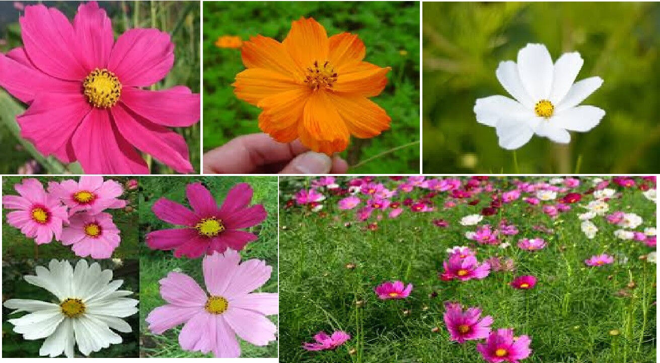 Crazy For Cosmos - Cosmos Flower Seed Mix