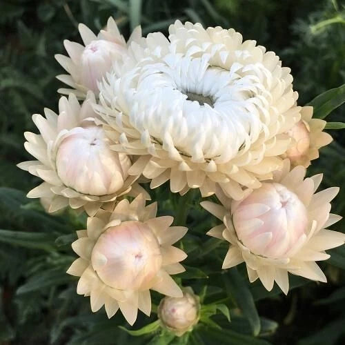 Strawflower Vintage White seeds heirloom non-gmo seeds