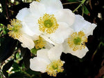 Carpenteria californica Bush or California Anemone Seeds heirloom non-GMO seeds