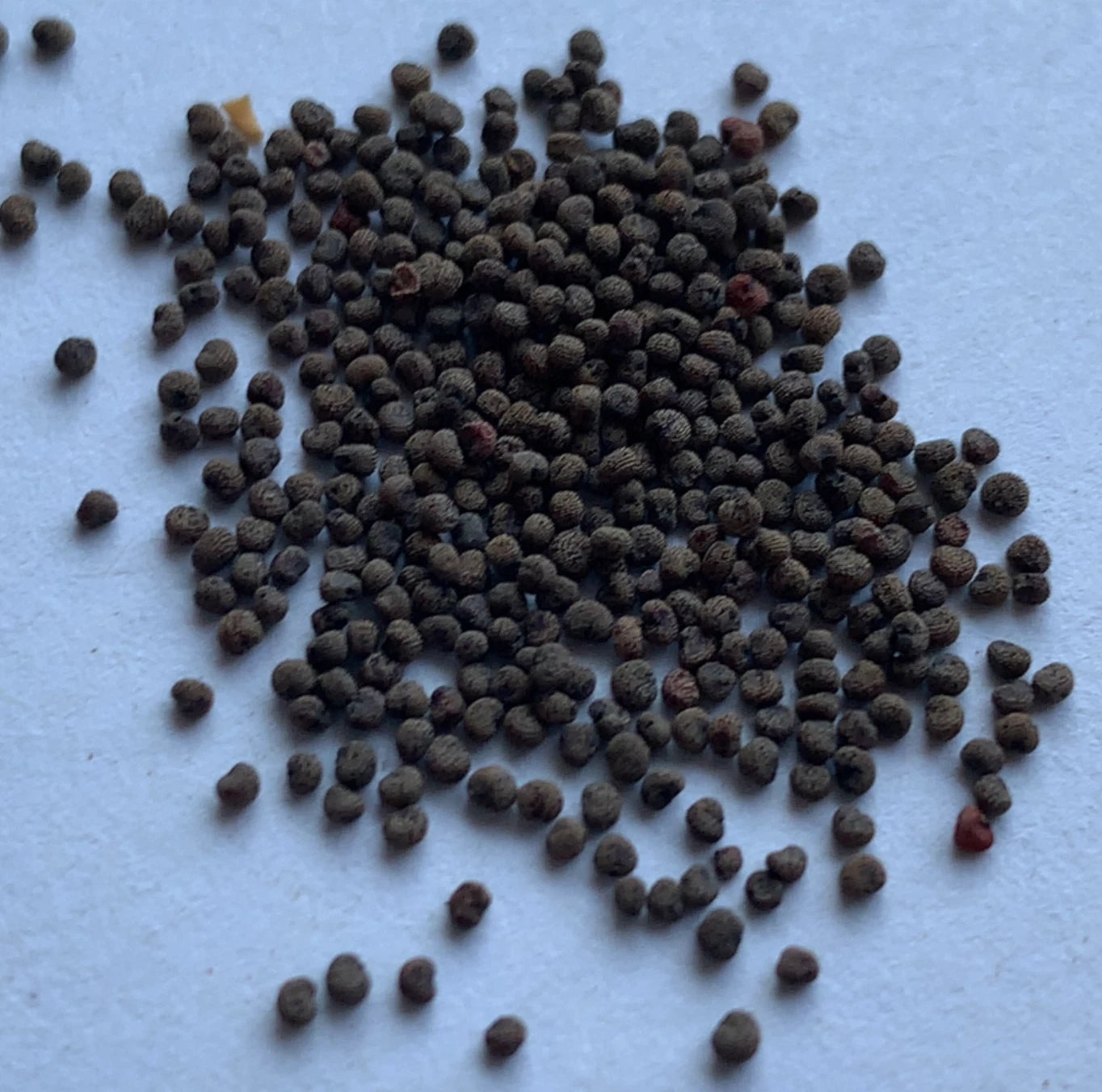 AFRICAN DREAM ROOT Seeds Shipping Silene Capensis Xhosa Seeds – Heirloom, Non-GMO, High Germination Organic Garden Seeds