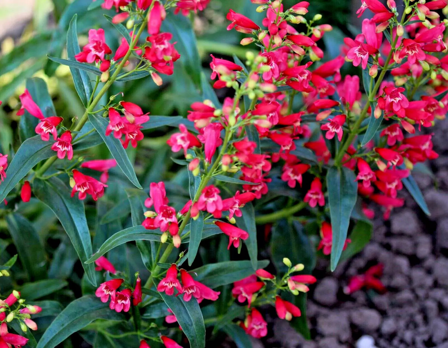 bright scarlet Penstemon seeds EZ to grow penstemon barbatus – Heirloom, Non-GMO, High Germination Organic Garden Seeds