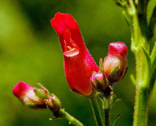 Scrophularia macrantha Redbirds in a Tree Seeds – Heirloom, Non-GMO, High Germination Organic Garden Seeds
