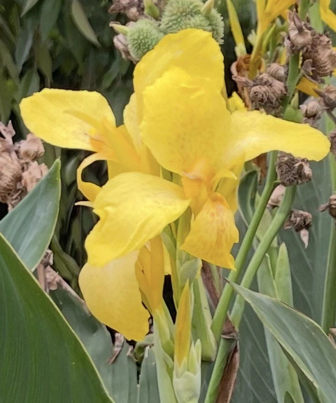 Tall Canna Lily SEEDS YELLOW HARVEST SHIPPING Seller heirloom non-gmo seeds