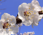 Apricot Prunus armeniaca Tree Seeds heirloom non-gmo seeds