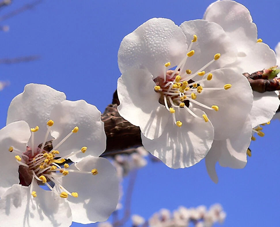Apricot Prunus armeniaca Tree Seeds heirloom non-gmo seeds