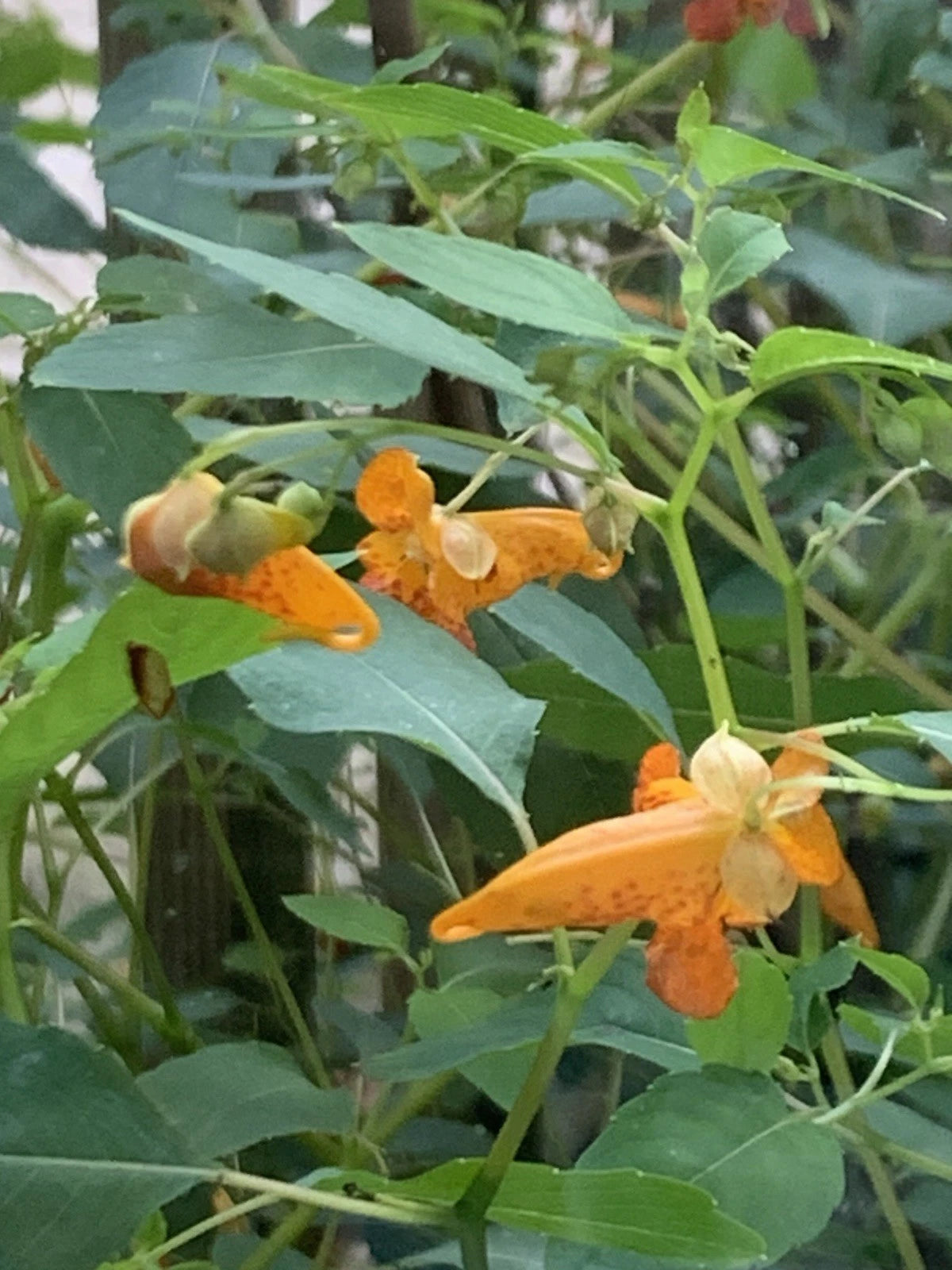 FreeBogo20 Hummingbird Favs Impatiens TouchMeNot Orange Jewelweed NativeOrganic – Heirloom, Non-GMO