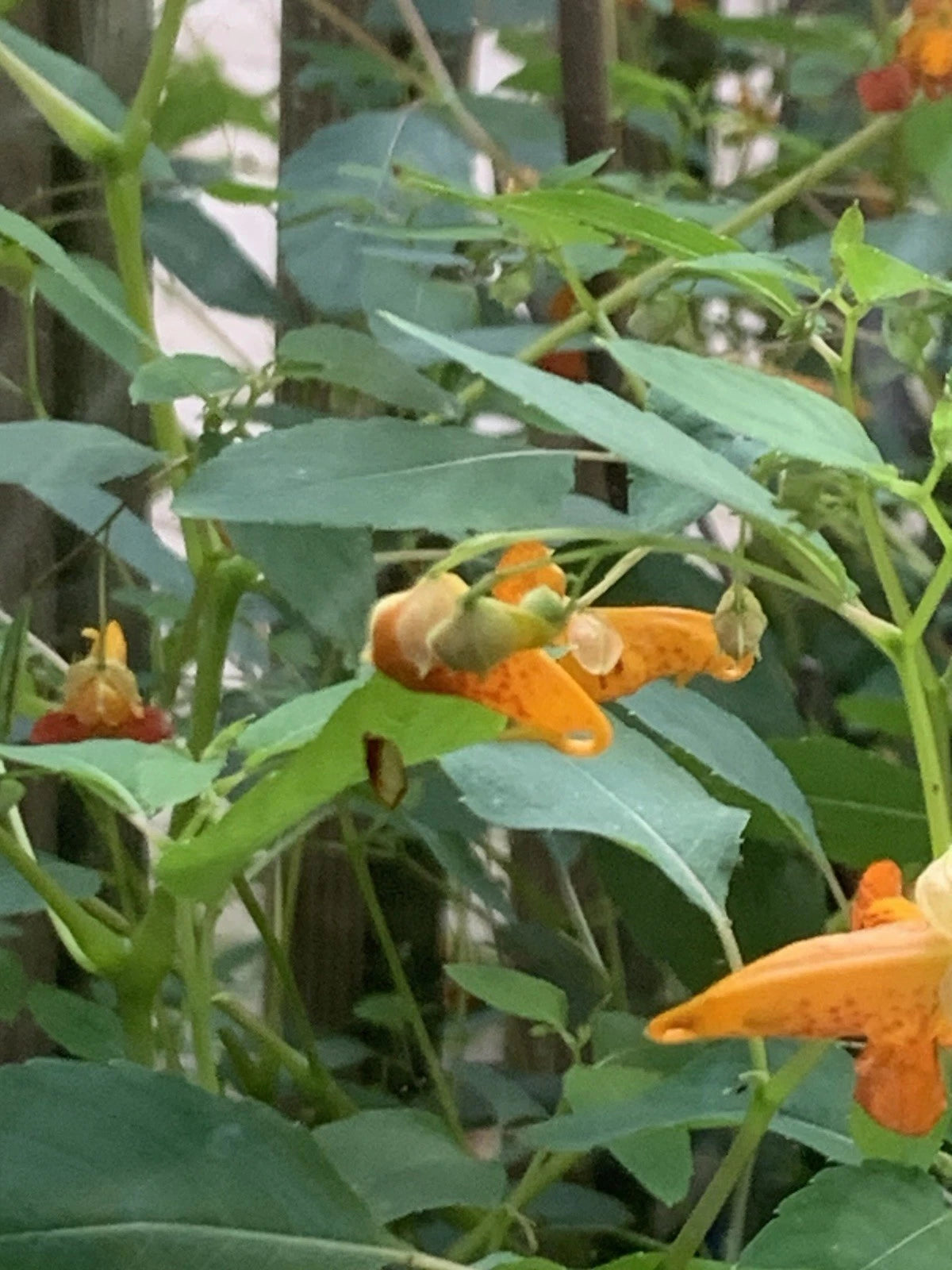 FreeBogo20 Hummingbird Favs Impatiens TouchMeNot Orange Jewelweed NativeOrganic Seeds – Heirloom, Non-GMO, High Germination Organic Garden Seeds