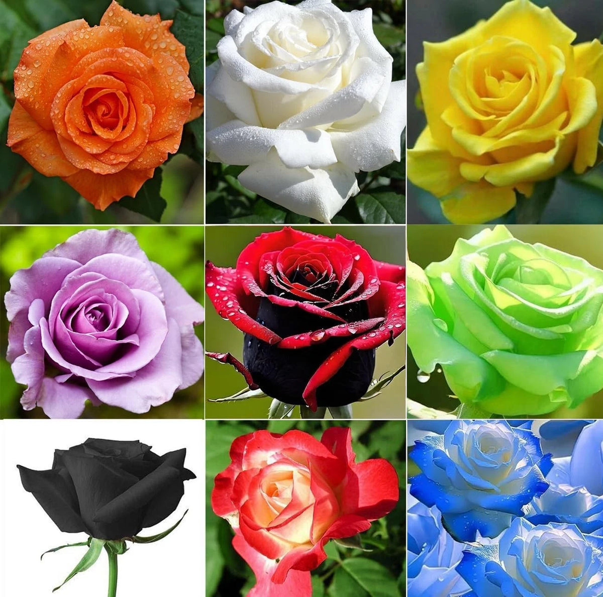 Multicolored Rose Flower Seeds Perennial Flowers Rare Plants heirloom non-gmo seeds