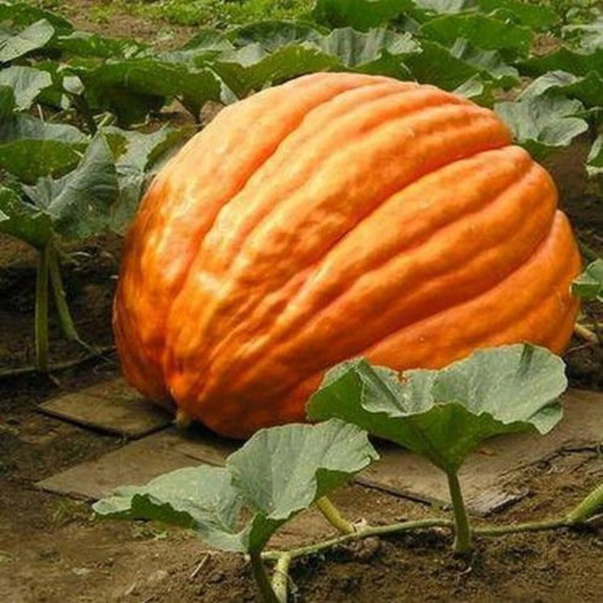 Big Max Pumpkin Seeds - GIANT heirloom non-gmo seeds