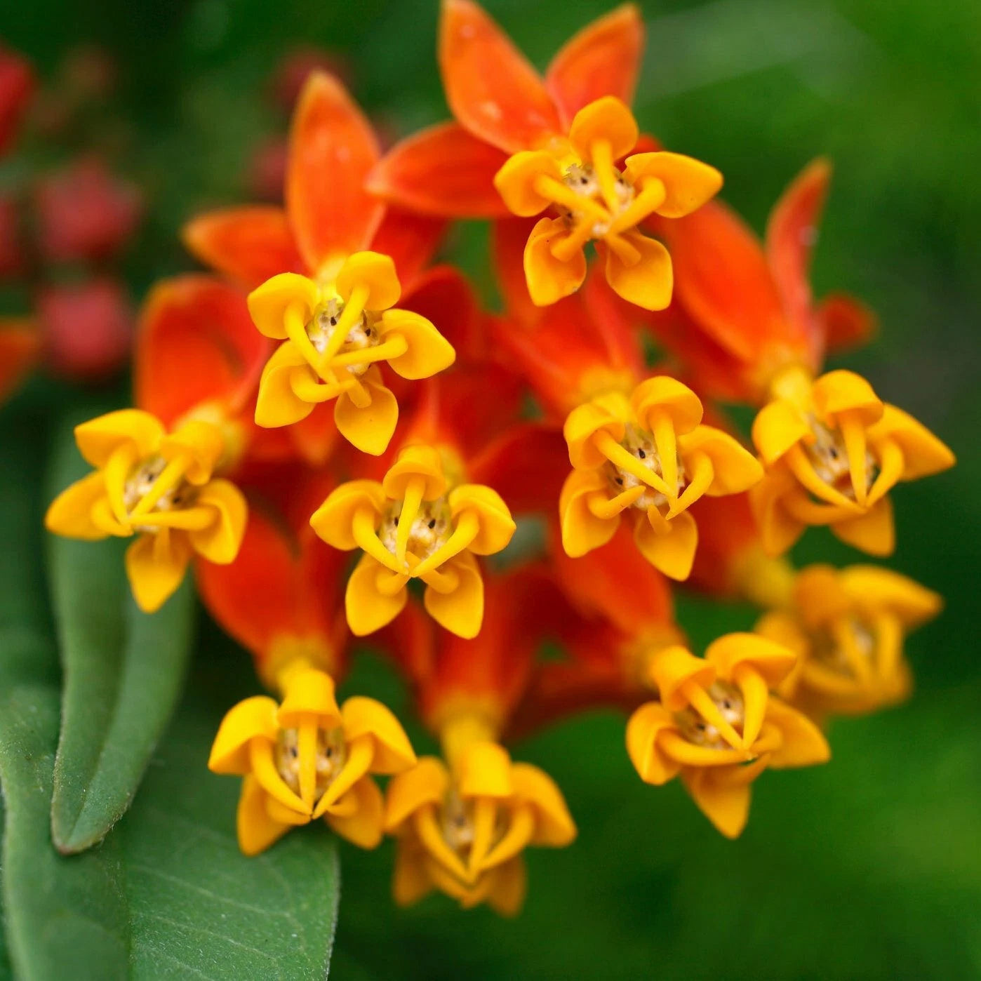 BLOODFLOWER Milkweed Flower Seeds Annual Wildflower Container Drought Heat – Heirloom, Non-GMO, High Germination Organic Garden Seeds