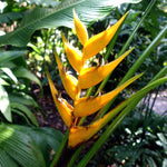 Mayan Gold Heliconia Seeds H champneana Rare Lobster Claw Parrot Beak Flowers heirloom non-gmo seeds