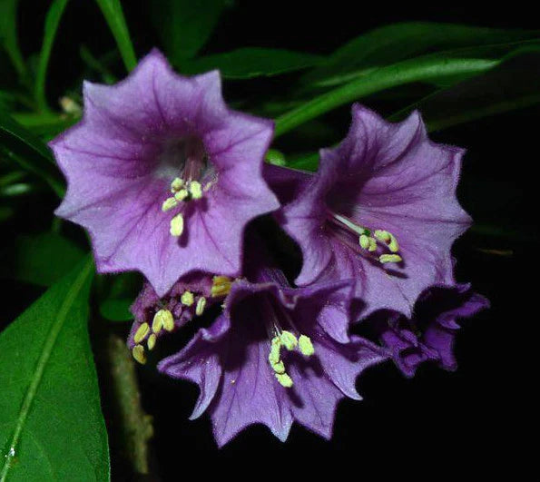 Royalty Iochroma angel trumpet purple flowers hummingbirds love seeds heirloom non-gmo seeds